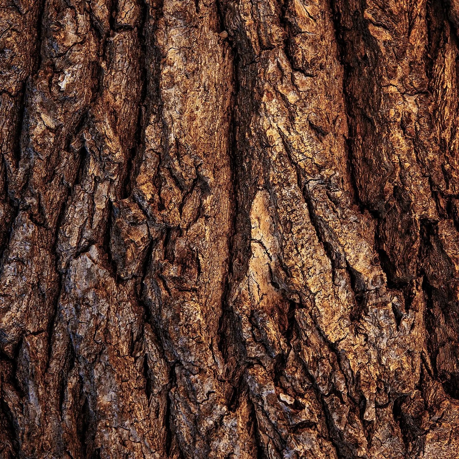 Crème Visage Nourrissante - Endro Cosmetiques