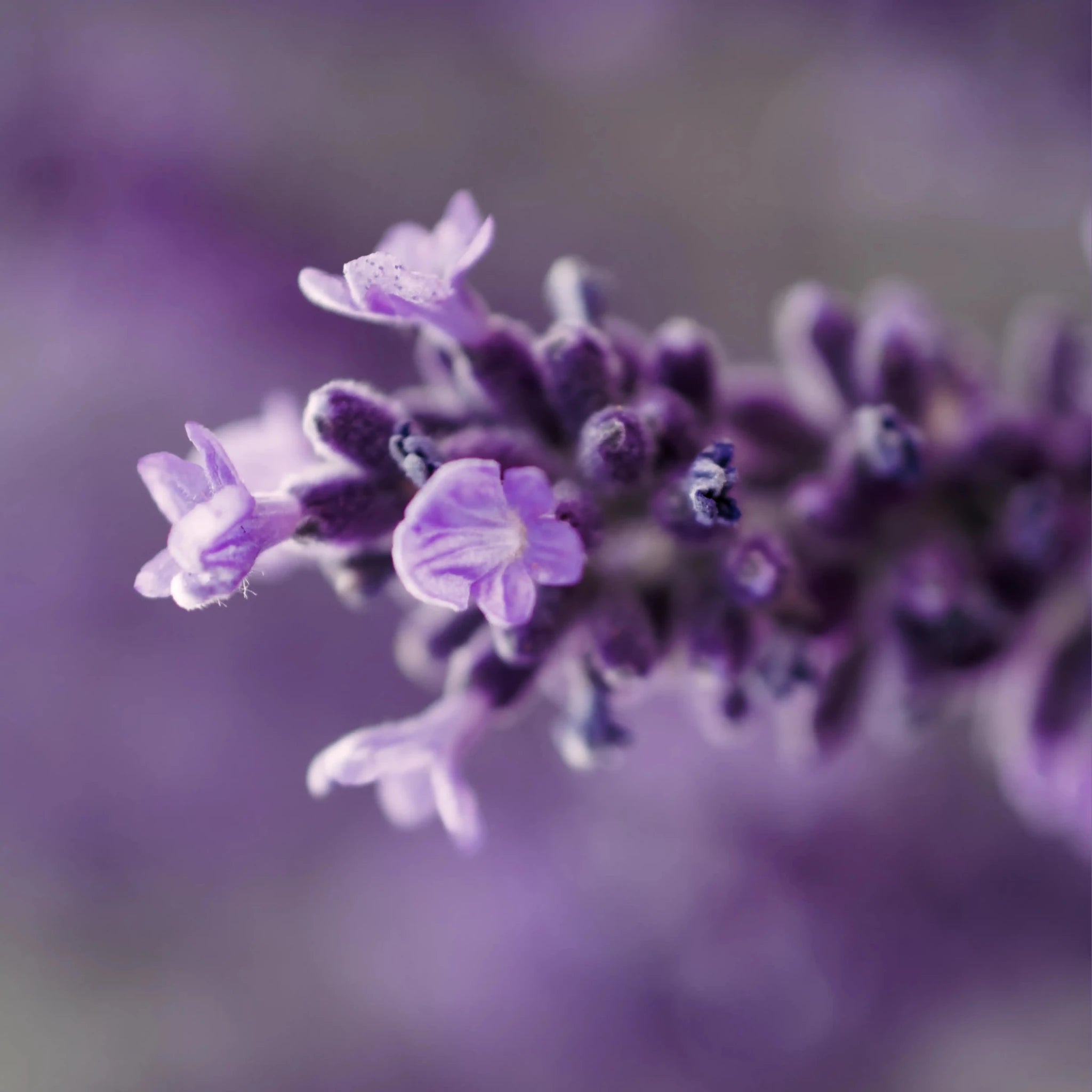 Duo Visage Routine Anti - Âge Liftant - Endro Cosmetiques