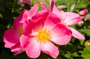 Aceite de rosa mosqueta